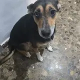 Adopta a Freya