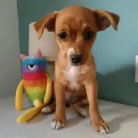 Adopta a Colina