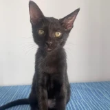 Adopta a Lava