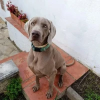 Adopta a Arlo