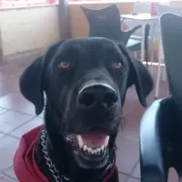 Adopta a Amir