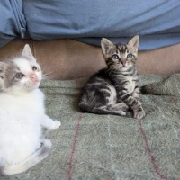 Adopta a Nick Y Jim La
