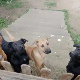 Adopta a Perros