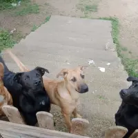 Adopta a Perros