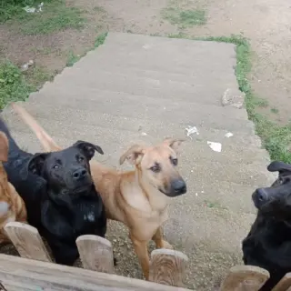Perros