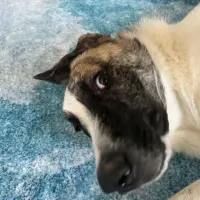 Adopta a Isabella