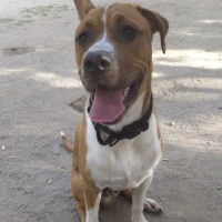 Adopta a Tyson