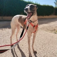 Adopta a Kiara