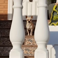 Adopta a Canelita