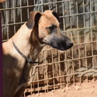 Adopta a Harpo