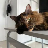 Adopta a Ámbar