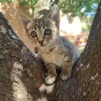 Adopta a Alba