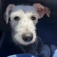 Adopta a Petra