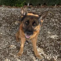Adopta a Kimbo