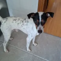 Adopta a Coco