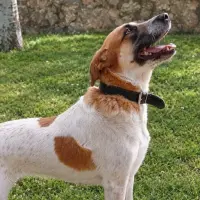 Adopta a Dana