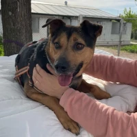 Adopta a Golfo