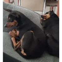 Adopta a Sol Y Luna