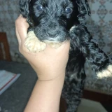 Adopta a Lolo