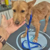 Adopta a Milu. Perrito De 5 Kg Tlf 645978718