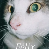 Adopta a Félix