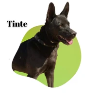 Adopta a Tinte