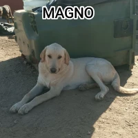 Adopta a Magno
