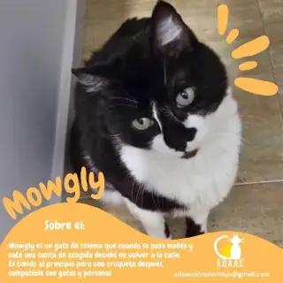 Mowgly
