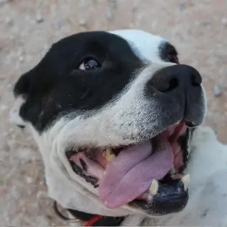 Lluna