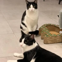 Adopta a Topo Y Cowboy