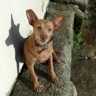 Cora