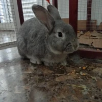Adopta a Bugs Bunny