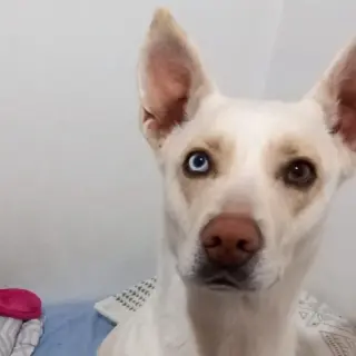 Cuky