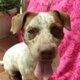 Adopta a Dragon