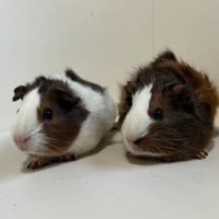 Adopta a Ajo Y Perejil