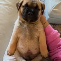 Adopta a Xemina