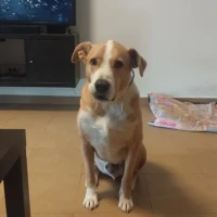 Adopta a Odín