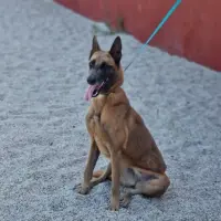 Adopta a Loba