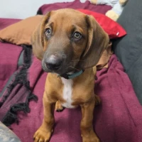 Adopta a Koldo