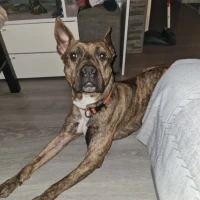 Adopta a Zeus