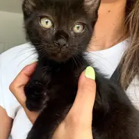 Adopta a Frijolito