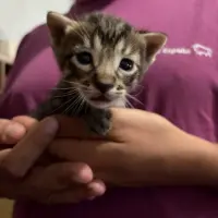 Adopta a Gatitos Bebés