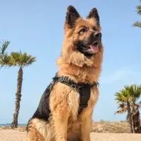 Adopta a Kiara