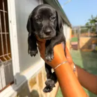 Adopta a Tormenta