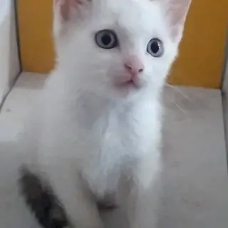 Blanquita