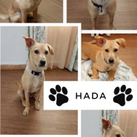 Adopta a Hada