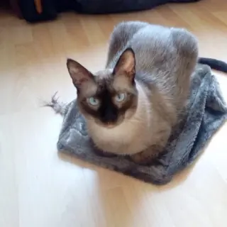 Travis