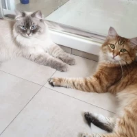 Adopta a Kalen Y Orión