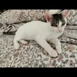 Adopta a Star