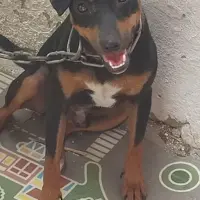 Adopta a Gitano